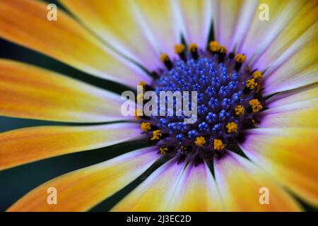 Un gros plan extrême d'une fleur orange jaunâtre Osteospermum -Osteospermum ecklonis- Sunshine Beauty dans un éclairage d'ambiance sombre et doux; capturé dans un studio Banque D'Images