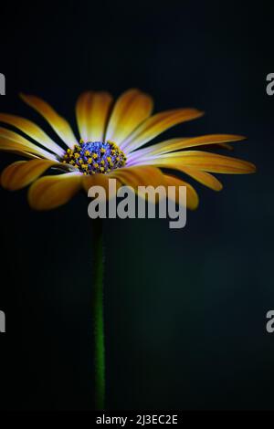 Gros plan d'une fleur de beauté d'Osteospermum orange jaunâtre -Osteospermum ecklonis- Sunshine Beauty dans un éclairage d'ambiance sombre et doux avec tige Banque D'Images