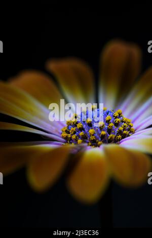 Un gros plan extrême d'une fleur orange jaunâtre Osteospermum -Osteospermum ecklonis- Sunshine Beauty dans un éclairage d'ambiance sombre et doux; capturé dans un studio Banque D'Images