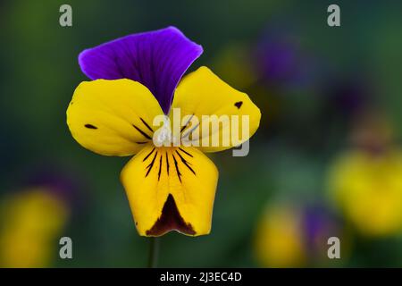 Un Pansy jaune violet et marron -Viola x wittrockiana- fleur dans un éclairage d'ambiance sombre doux; capturé dans un studio Banque D'Images
