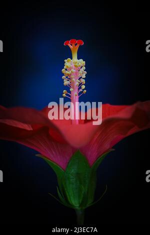 Un gros plan extrême d'un hibiscus orange -Hibiscus sinensis- fleurs stigmate, pistil et STAMEN dans un éclairage doux et sombre; capturé dans un studio Banque D'Images