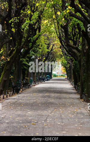 Allée vide dans le parc Cismigiu à Bucarest, capitale de la Roumanie Banque D'Images