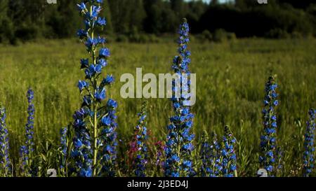 Fleurs lupin bleues dans la prairie verte d'été. Créatif. Gros plan de fleurs fraîches et belles dans le champ sous le soleil éclatant. Banque D'Images