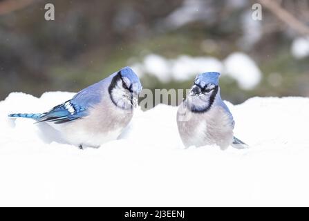 Deux Blue Jays se tenant ensemble dans la neige fraîche près de la forêt à feuilles persistantes Banque D'Images