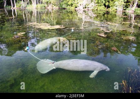 Une paire de lamantins de Floride, également connus sous le nom de flotteurs de vache de mer avec des émetteurs radio attachés à leurs queues au parc régional Edward ball Wakulla Springs à Wakulla Springs, en Floride. Banque D'Images