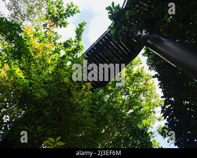 Promenade dans la nature de la canopée dans un parc de la ville moderne. Une promenade dans la nature parmi les arbres. Banque D'Images