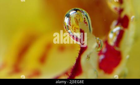 Gros plan extrême des fleurs rouges et jaunes avec des airdrops. Films. Arrière-plan naturel avec des pétales de fleurs lumineux sous l'eau. Banque D'Images