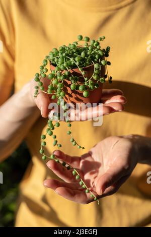 Main de fille tenant un petit pot en terre cuite avec Senecio Rowley-anus communément connu comme une chaîne de perles Banque D'Images