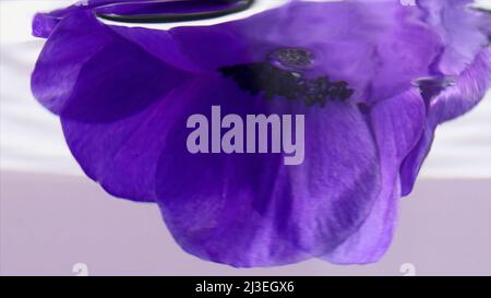 Vue rapprochée latérale de la plongée d'un bouton de fleur violet sous l'eau. Films. Pétales de lilas doux dans de l'eau transparente. Banque D'Images