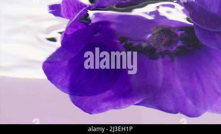 Vue rapprochée latérale de la plongée d'un bouton de fleur violet sous l'eau. Films. Pétales de lilas doux dans de l'eau transparente. Banque D'Images