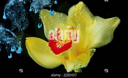 Jaune belle fleur et peinture dans l'eau. Films. Gros plan sur les fleurs en fleurs et l'encre se répandant comme le brouillard sous l'eau. Banque D'Images