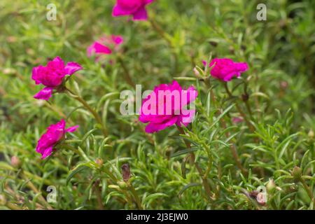 Vue panoramique sur la grandiflora de portulaca ou le purslane de mousse-rose, une plante florale succulente souvent cultivée dans les jardins. Banque D'Images