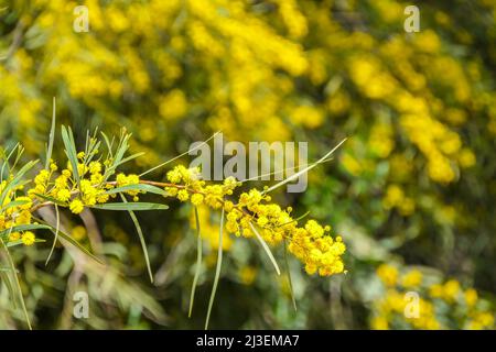 Fleurs jaunes d'une fleur de Cootamundra arrotle Acacia huisleyana arbre gros plan sur un fond flou Banque D'Images