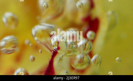 Gros plan des bulles sur les pétales. Films. Flux de bulles dans l'eau sur fond de fleur. Les bulles se déplacent avec le pétale de fleur Banque D'Images