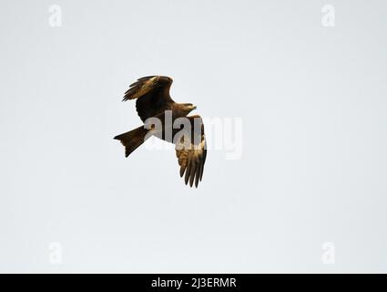 Cerf-volant noir, Milvus migrans, en vol, pendant la migration Banque D'Images