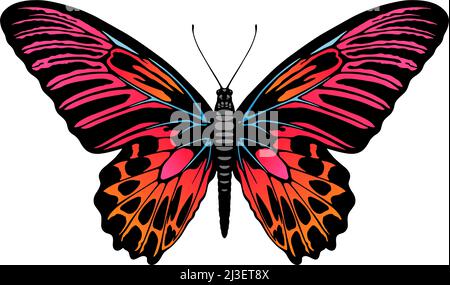 Illustration papillon Illustration de Vecteur