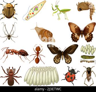 Différents types d'insectes et d'animaux sur fond blanc illustration Illustration de Vecteur