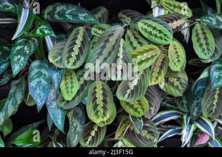 Arrière-plan de la maison tropicale Maranta Leuconeura Fascinator avec des feuilles vertes exotiques et des bandes roses. Jungle urbaine Banque D'Images