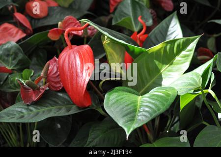 Gros plan d'une fleur d'anthurium. Belles fleurs intérieures dans un fleuriste Banque D'Images