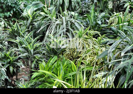 Belle maison verte lumineuse Dracaena dans un fleuriste. Dracaena deremensis. Citron vert Dracaena. Banque D'Images