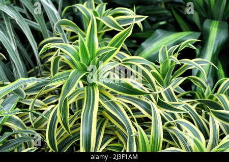 Belle maison verte lumineuse Dracaena dans un fleuriste. Dracaena deremensis. Citron vert Dracaena. Banque D'Images