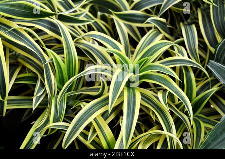 Belle maison verte lumineuse Dracaena dans un fleuriste. Dracaena deremensis. Citron vert Dracaena. Banque D'Images