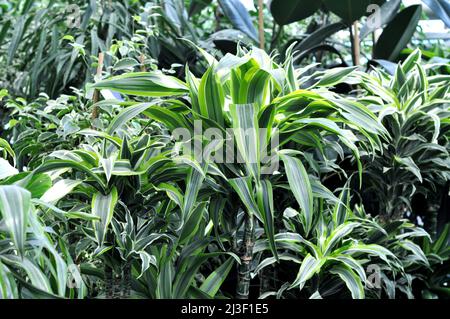 Belle maison verte lumineuse Dracaena dans un fleuriste. Dracaena deremensis. Citron vert Dracaena. Banque D'Images