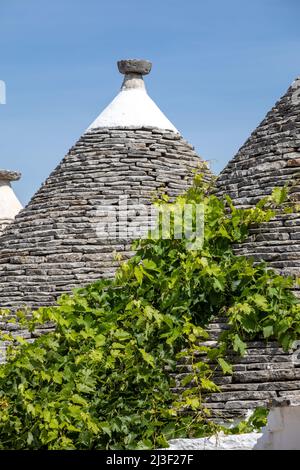 Vignes sur le toit en pierre de Trulli Chambre à Alberobello, Italie. Le style de construction est spécifique à la zone Murge de la région italienne de l'un Banque D'Images
