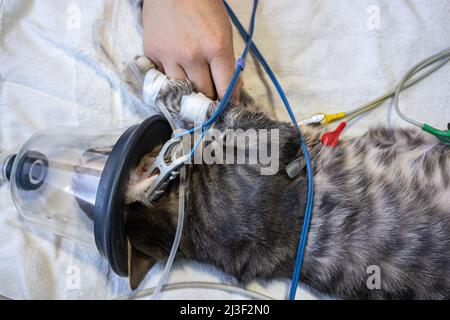 Chat sédaté avec un masque à oxygène sur une table chirurgicale Banque D'Images