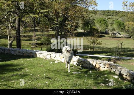 L'âne blanc à la Valette du Var f 83 Banque D'Images