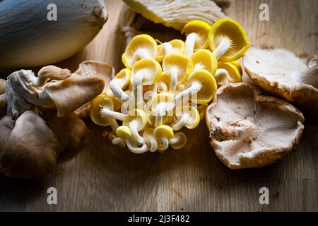 Une gamme de champignons sauvages comestibles, dont l'huître, l'huître plate, les chanterelles et les champignons Maitake riches en vitamine B. Banque D'Images