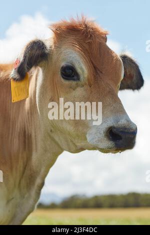 Comment maintenant, la vache brune. Photo d'une vache laitière debout dans un pâturage vert. Banque D'Images
