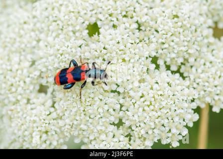 Abeille - Trichodes apiarius, petit beau coléoptère des forêts et des forêts européennes, République tchèque. Banque D'Images