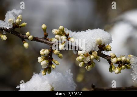 Boutons de fleurs d'un buisson noir recouvert de neige et de glace Banque D'Images