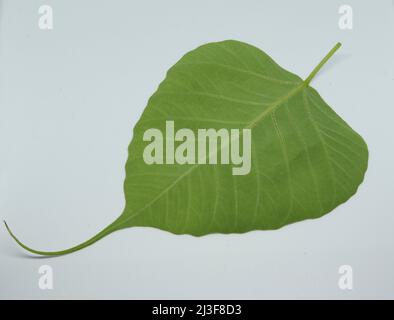 Feuille d'arbre Pipal (Ficus religiosa). Avec fond blanc Banque D'Images