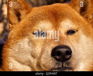 Gros plan un portrait de chien Shiba Inu Banque D'Images