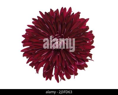 Fleur de chrysanthème rouge foncé isolée sur blanc Banque D'Images