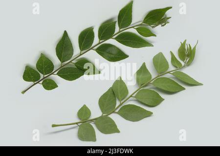 vue avant et arrière des feuilles de curry. avec fond blanc Banque D'Images