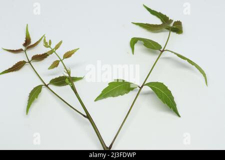 feuille de neem feuille d'épinette. Avec fond blanc Banque D'Images