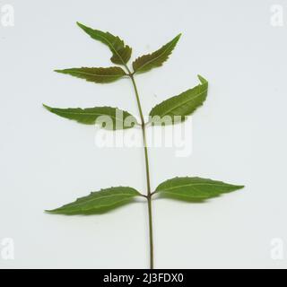 feuille de neem feuille d'épinette. Avec fond blanc Banque D'Images