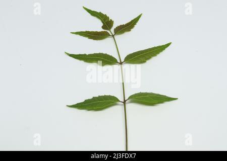 feuille de neem feuille d'épinette. Avec fond blanc Banque D'Images