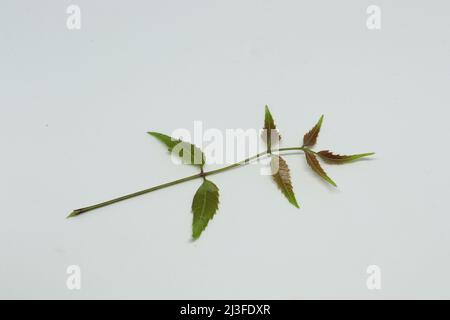 feuille de neem feuille d'épinette. Avec fond blanc Banque D'Images