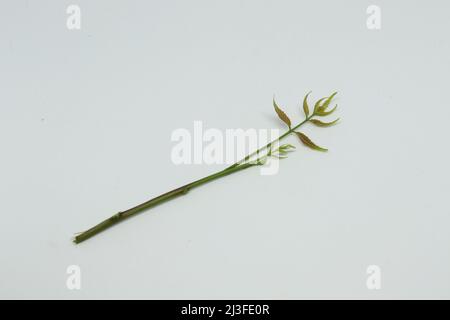 feuille de neem feuille d'épinette. Avec fond blanc Banque D'Images