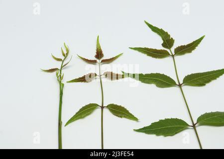 feuille de neem feuille d'épinette. Avec fond blanc Banque D'Images