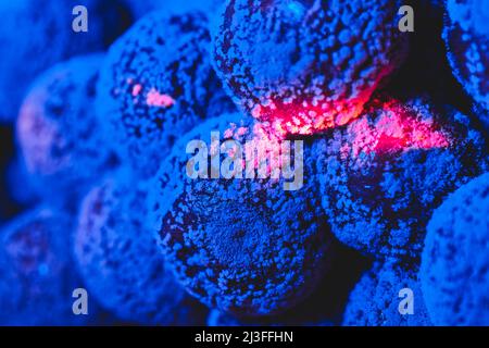 Moule cerisier macro en lumière bleue Banque D'Images