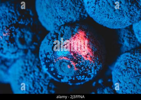 Moule cerisier macro en lumière bleue Banque D'Images