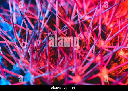 Macro aiguilles de catus en lumière bleue rouge Banque D'Images