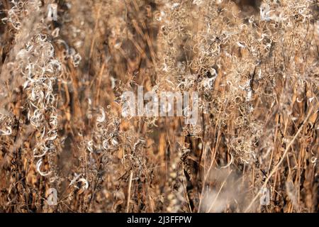 Sécher le roseau contre le ciel bleu clair lors d'une journée ensoleillée à l'extérieur. Arrière-plan naturel abstrait dans des couleurs neutres. Petites panicules d'herbe de pampas tendance Banque D'Images