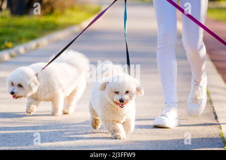 White Bichon Frise chiens marchant à côté de son propriétaire le jour ensoleillé. Banque D'Images