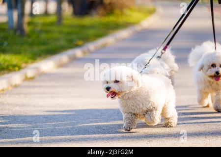 White Bichon Frise chiens marchant à côté de son propriétaire le jour ensoleillé. Banque D'Images